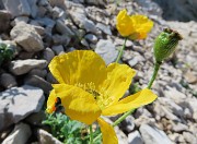 37 Papaver rhaeticum (Papavero dorato) sui macereti del Mandrone